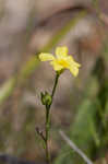 Grooved flax